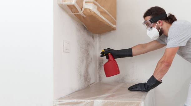 Basement Mold Remediation treatment on basement walls in Galesville